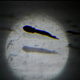 The first olm emerged on Monday (Image: Postojna Cave)